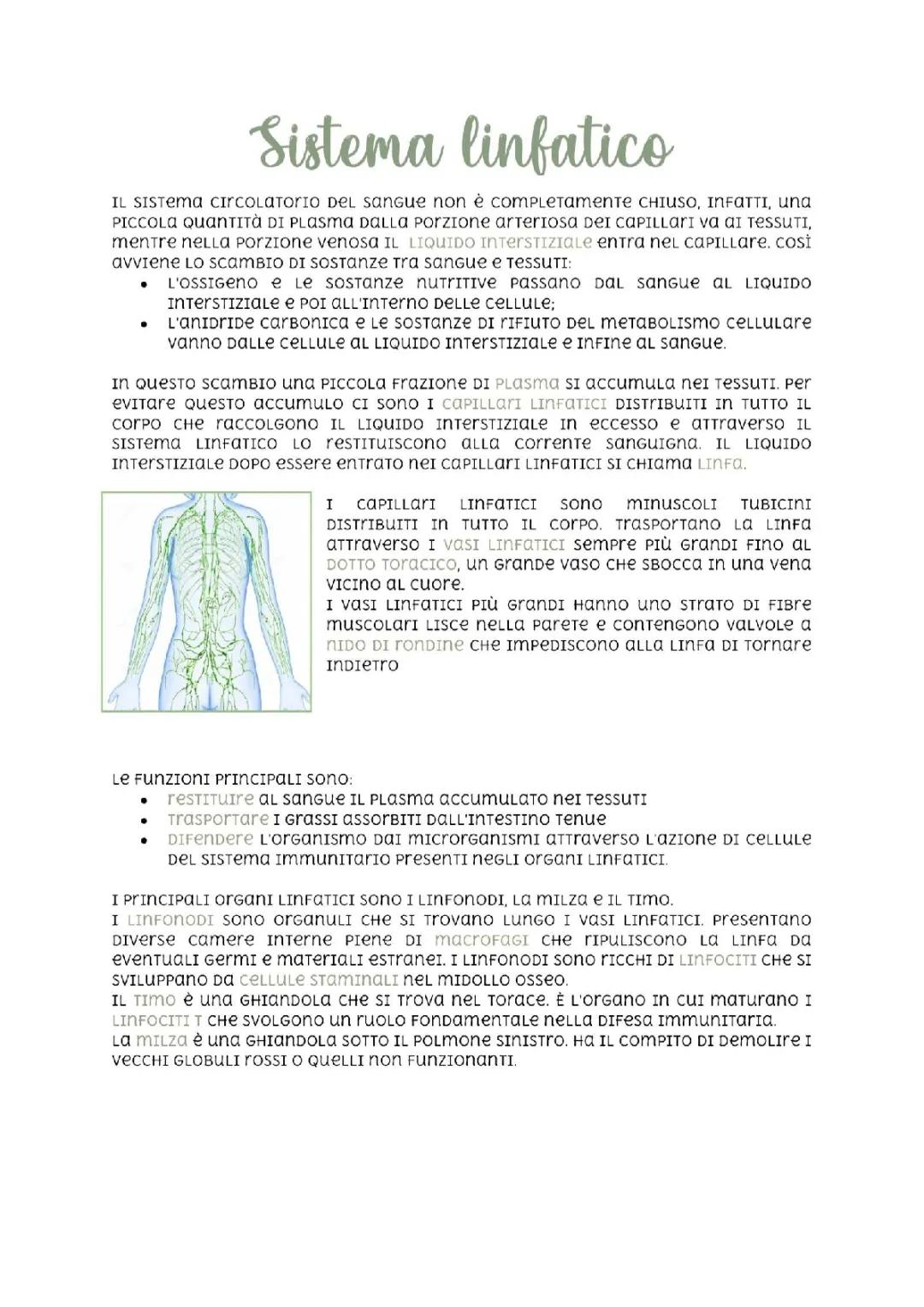 Sistema Linfatico: Riassunto, Schema e Funzioni per Scuola Primaria e Media