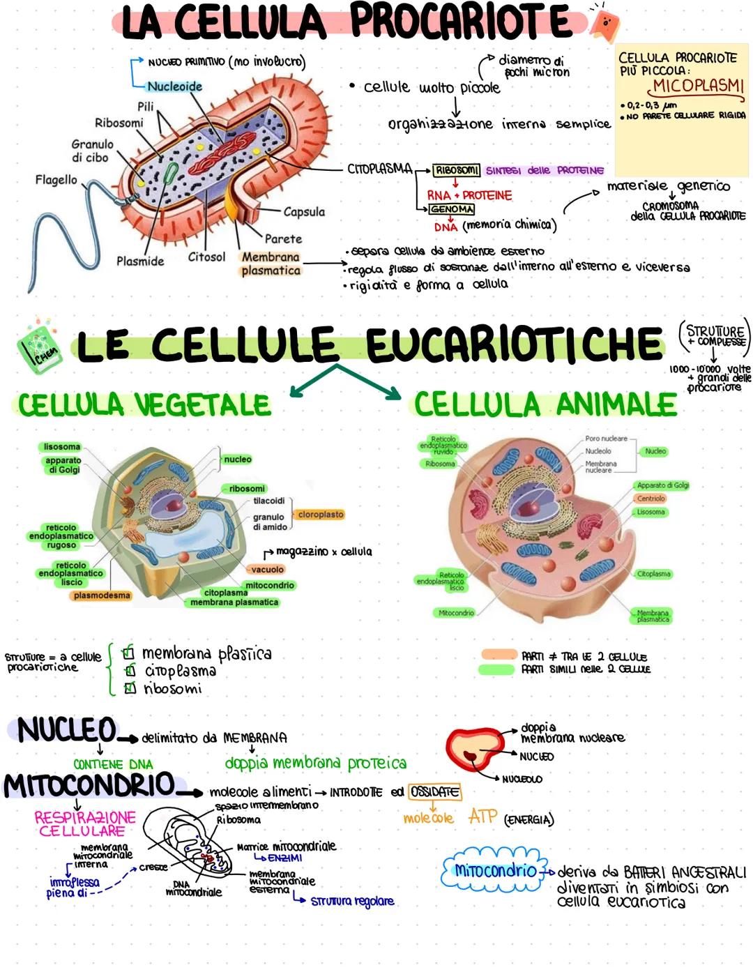 Flagello
Granulo
di cibo
CHEM
reticolo
endoplasmatico
rugoso
Ribosomi
reticolo
endoplasmatico
liscio
LA CELLULA PROCARIOTE
NUCHED PRIMITIVO 