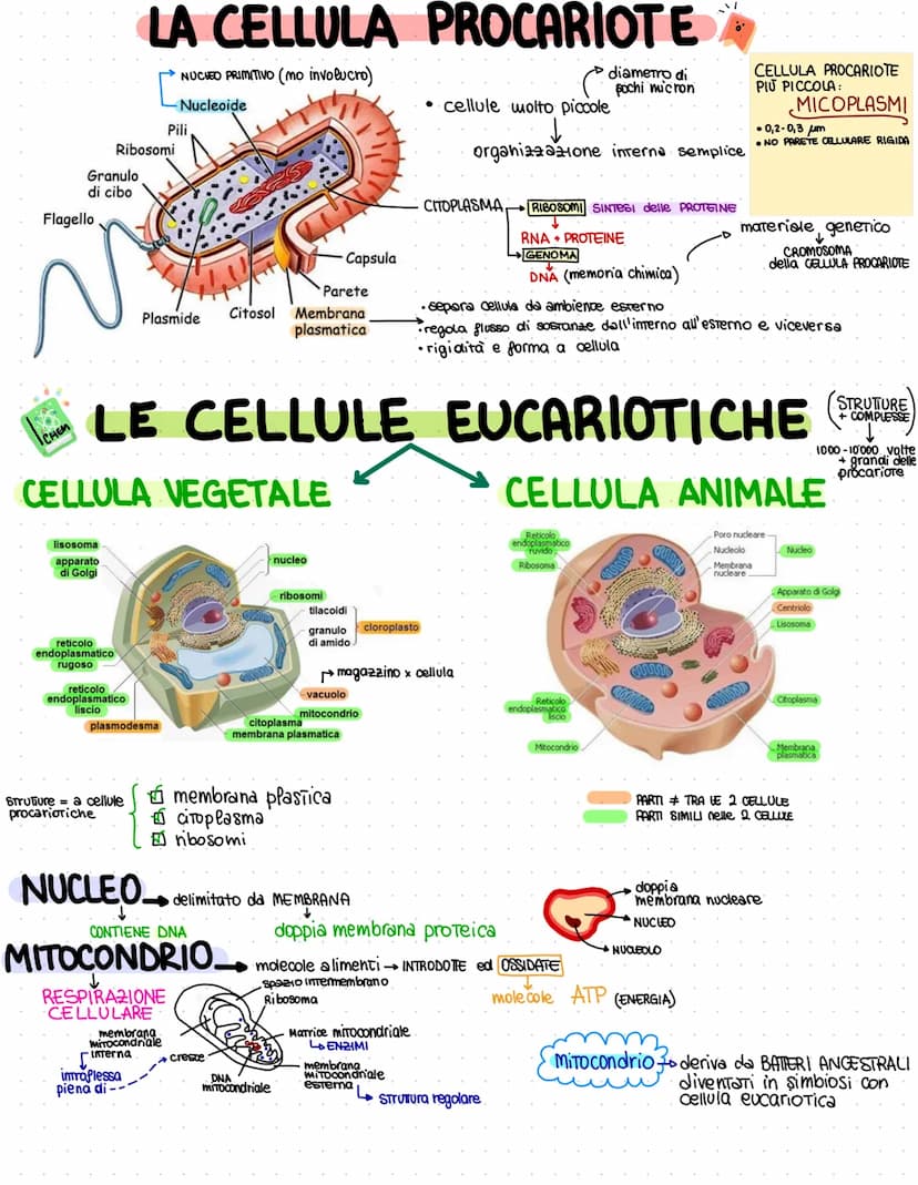 Flagello
Granulo
di cibo
CHEM
reticolo
endoplasmatico
rugoso
Ribosomi
reticolo
endoplasmatico
liscio
LA CELLULA PROCARIOTE
NUCHED PRIMITIVO 