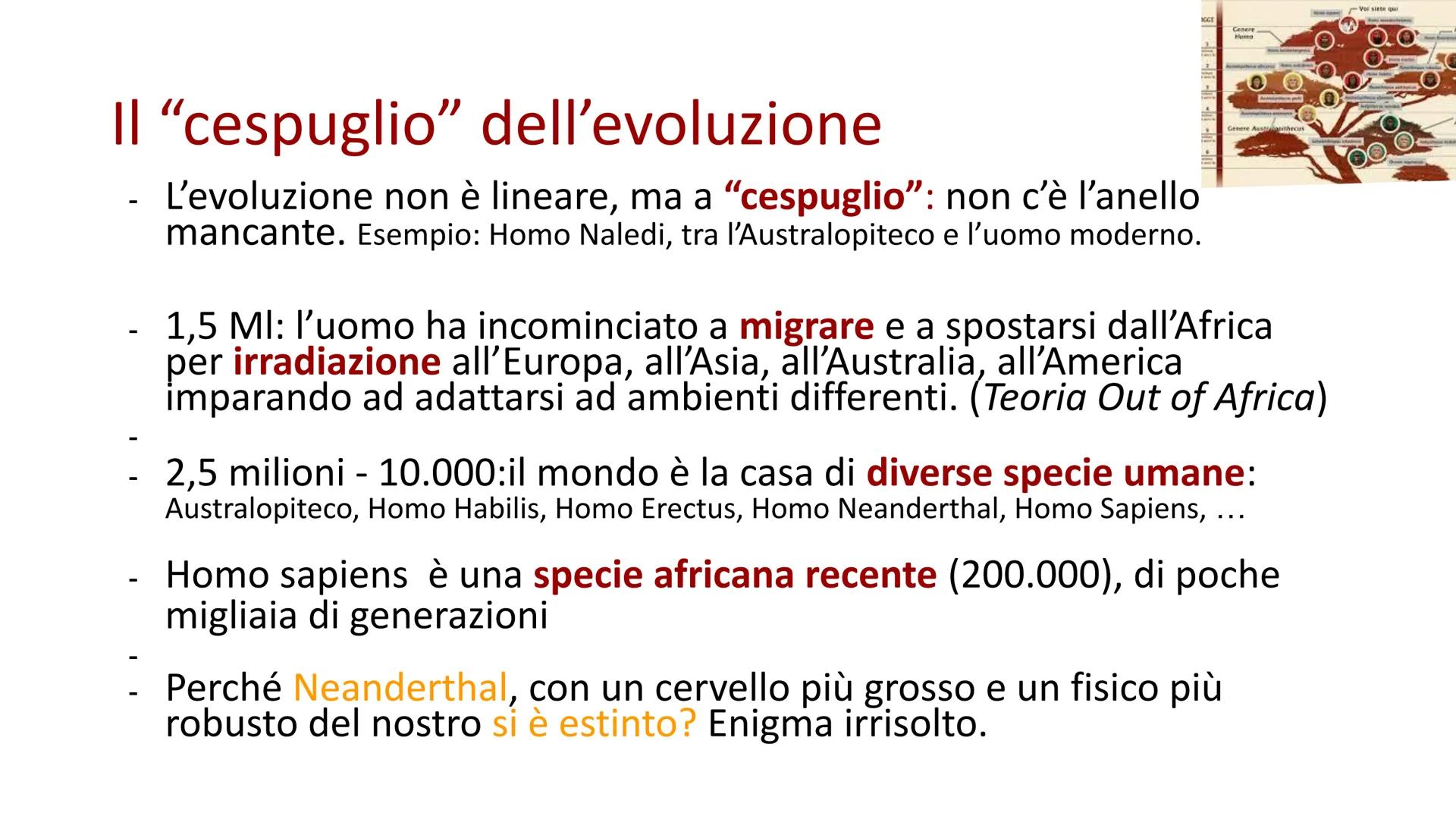 PREISTORIA: l'origine dell'uomo

L'uomo deriva dalla scimmia, ma in modo lineare o ramificato?

GGE

Genere
Home

Genere Australopithecus

V