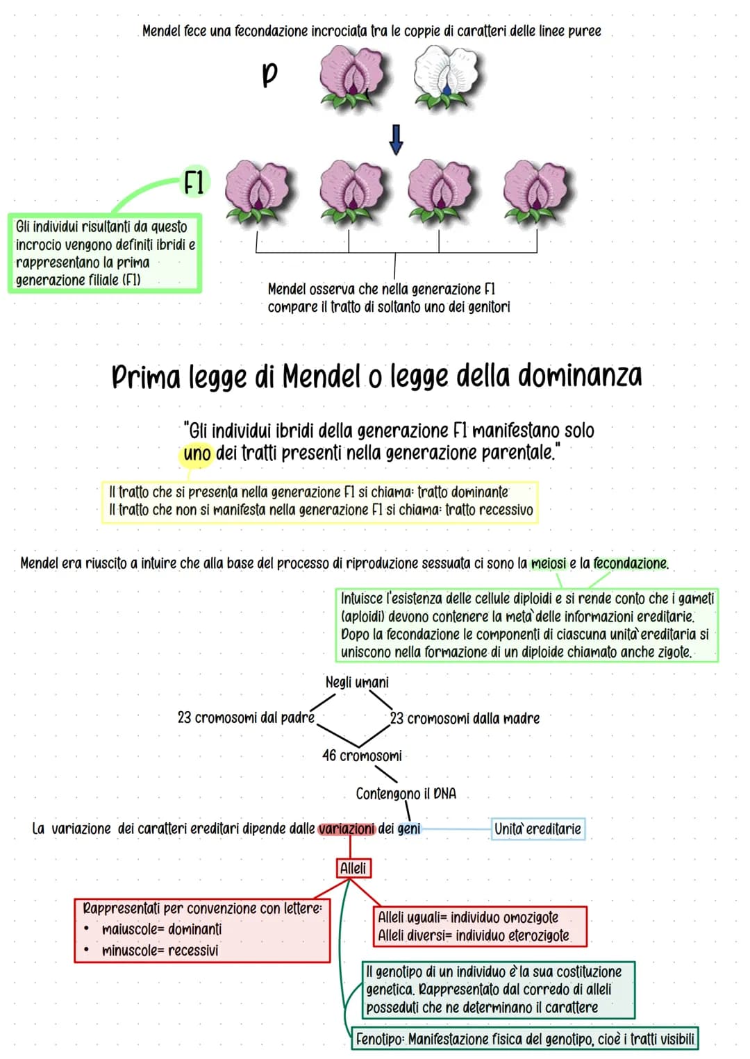 Genetica
Studio delle leggi e dei meccanismi che permettono la
trasmissione dei caratteri da una generazione all'altra.
Gregor Mendel (1822-