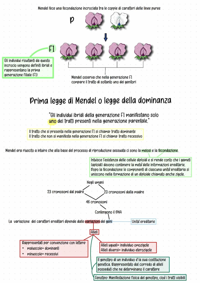 Genetica
Studio delle leggi e dei meccanismi che permettono la
trasmissione dei caratteri da una generazione all'altra.
Gregor Mendel (1822-