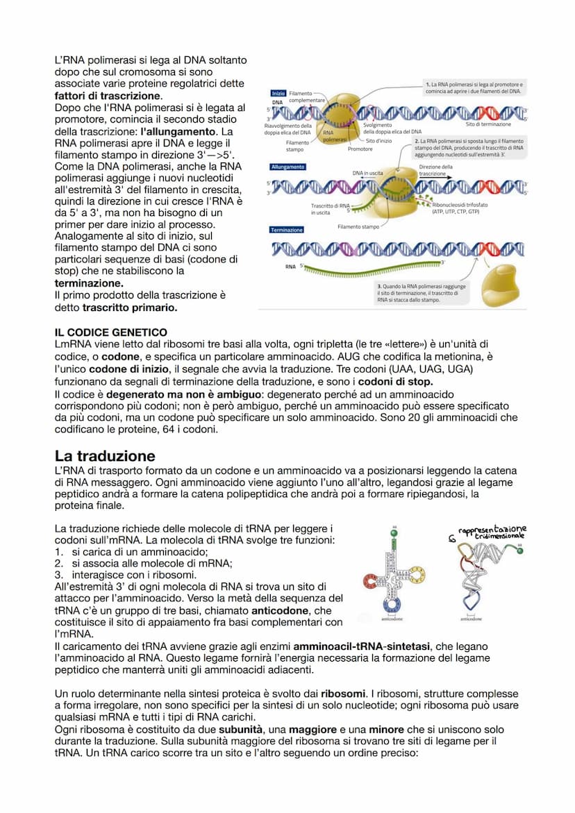 LA SINTESI PROTEICA
Dopo che il DNA viene duplicato inizia la sintesi proteica,
ovvero la sintesi delle proteine attraverso i ribosomi incar