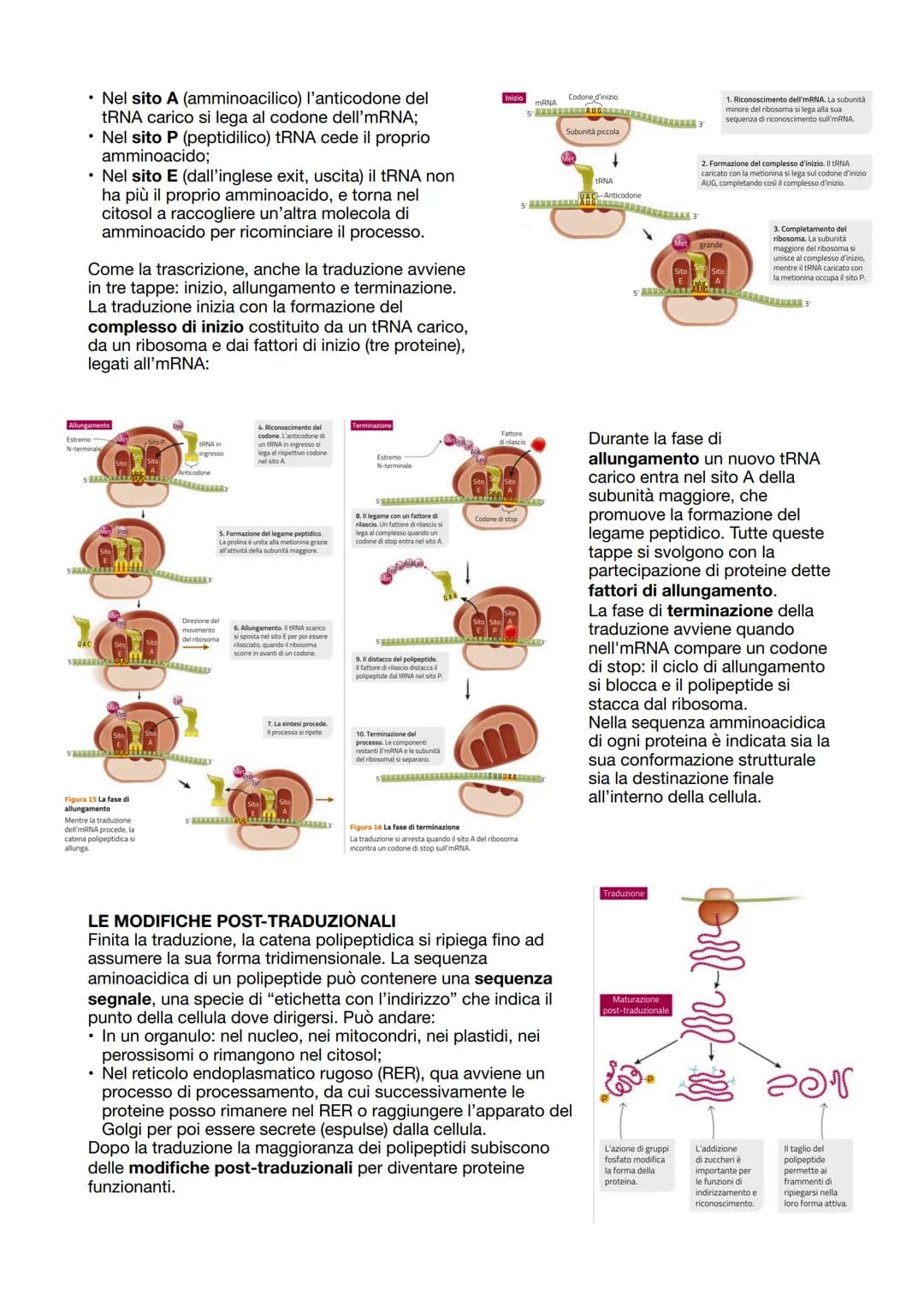 LA SINTESI PROTEICA
Dopo che il DNA viene duplicato inizia la sintesi proteica,
ovvero la sintesi delle proteine attraverso i ribosomi incar