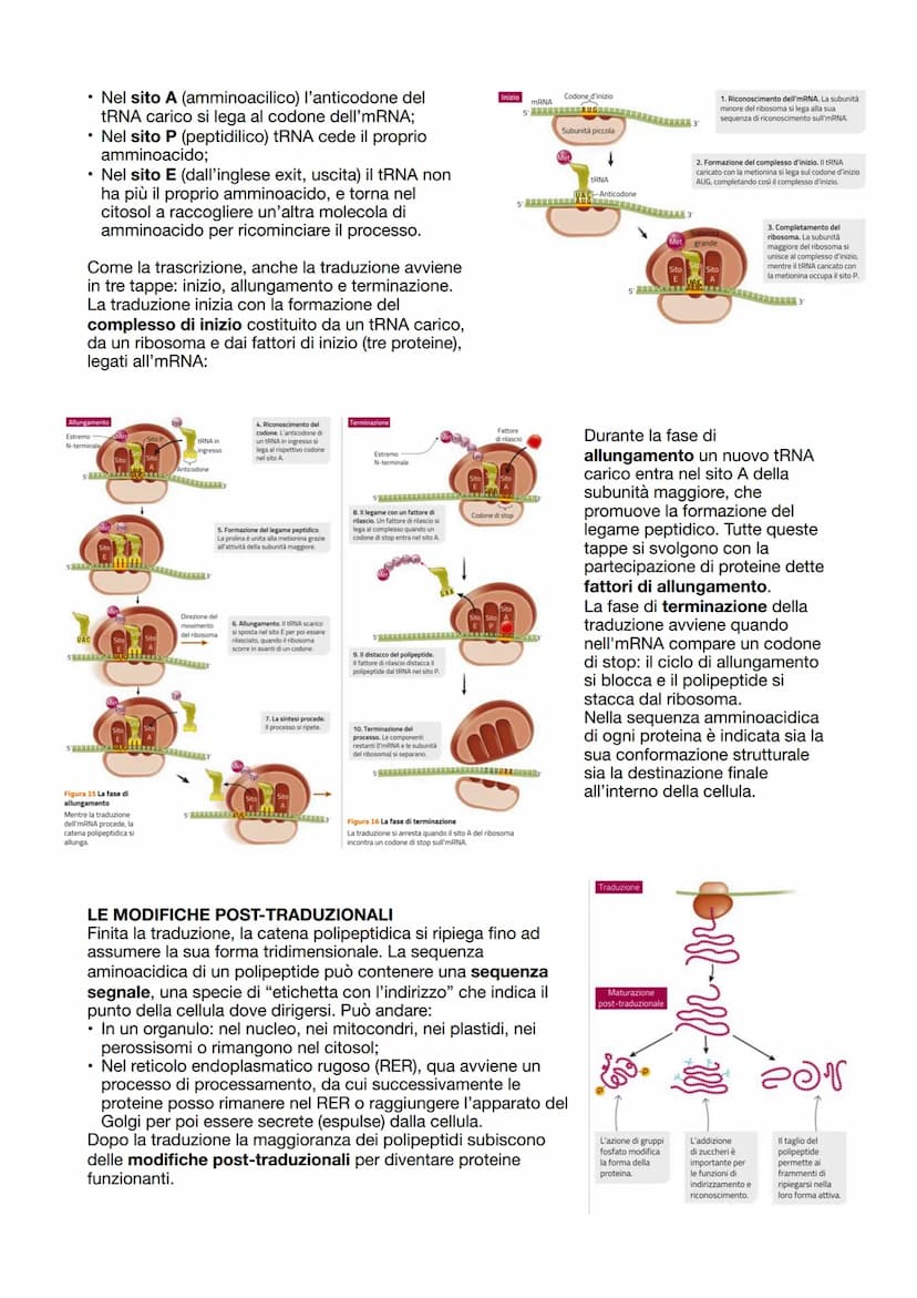 LA SINTESI PROTEICA
Dopo che il DNA viene duplicato inizia la sintesi proteica,
ovvero la sintesi delle proteine attraverso i ribosomi incar