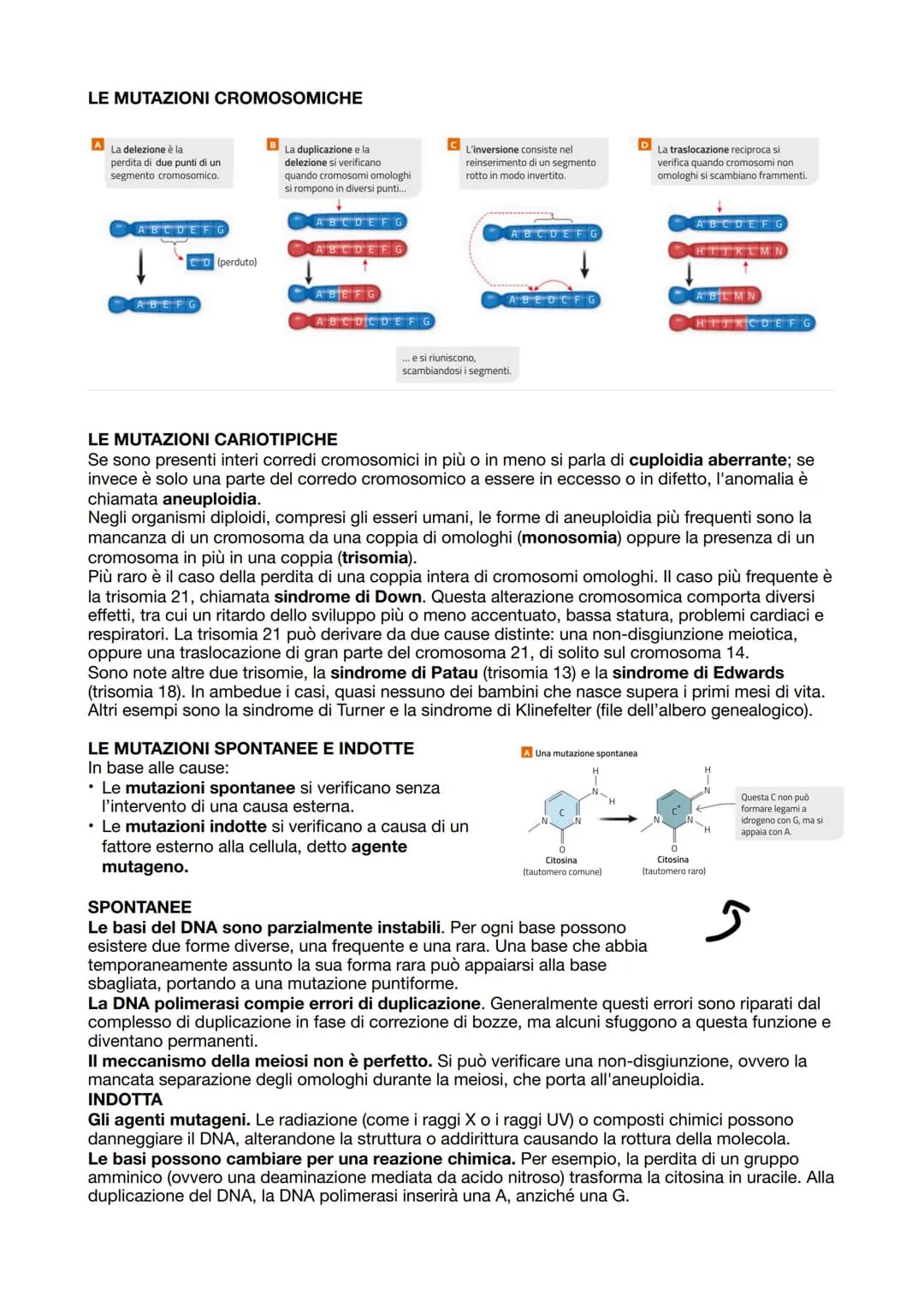 LA SINTESI PROTEICA
Dopo che il DNA viene duplicato inizia la sintesi proteica,
ovvero la sintesi delle proteine attraverso i ribosomi incar