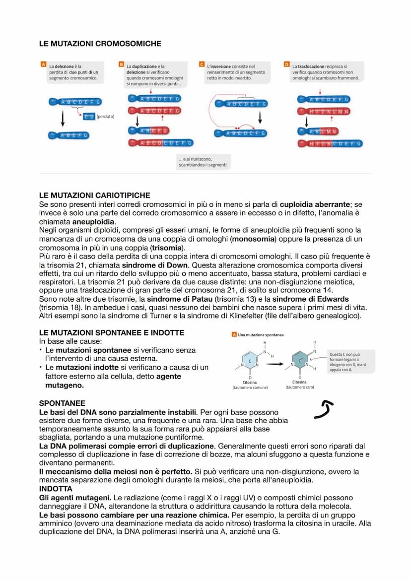 LA SINTESI PROTEICA
Dopo che il DNA viene duplicato inizia la sintesi proteica,
ovvero la sintesi delle proteine attraverso i ribosomi incar