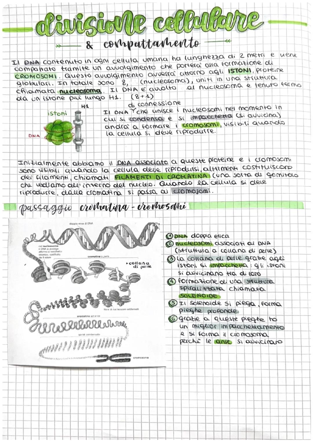 # divisione cellulare

& compattamento

Il DNA contenuto in ogni cellula umana ha lunghezza di 2 metri e vene
compattato tramite un avvolgim