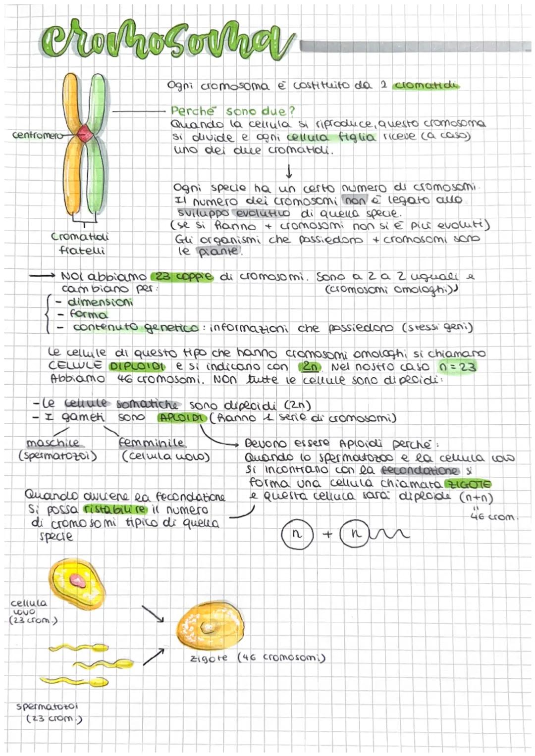 # divisione cellulare

& compattamento

Il DNA contenuto in ogni cellula umana ha lunghezza di 2 metri e vene
compattato tramite un avvolgim