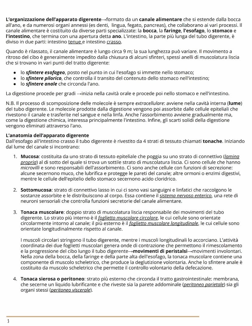 L'APPARATO DIGERENTE
BIOLOGIA
L'ORGANIZZAZIONE DELL'APPARATO DIGERENTE
Dal cibo ai nutrienti
L'apparato digerente (o gastrointestinale) forn