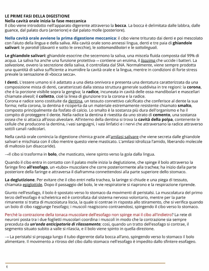 L'APPARATO DIGERENTE
BIOLOGIA
L'ORGANIZZAZIONE DELL'APPARATO DIGERENTE
Dal cibo ai nutrienti
L'apparato digerente (o gastrointestinale) forn