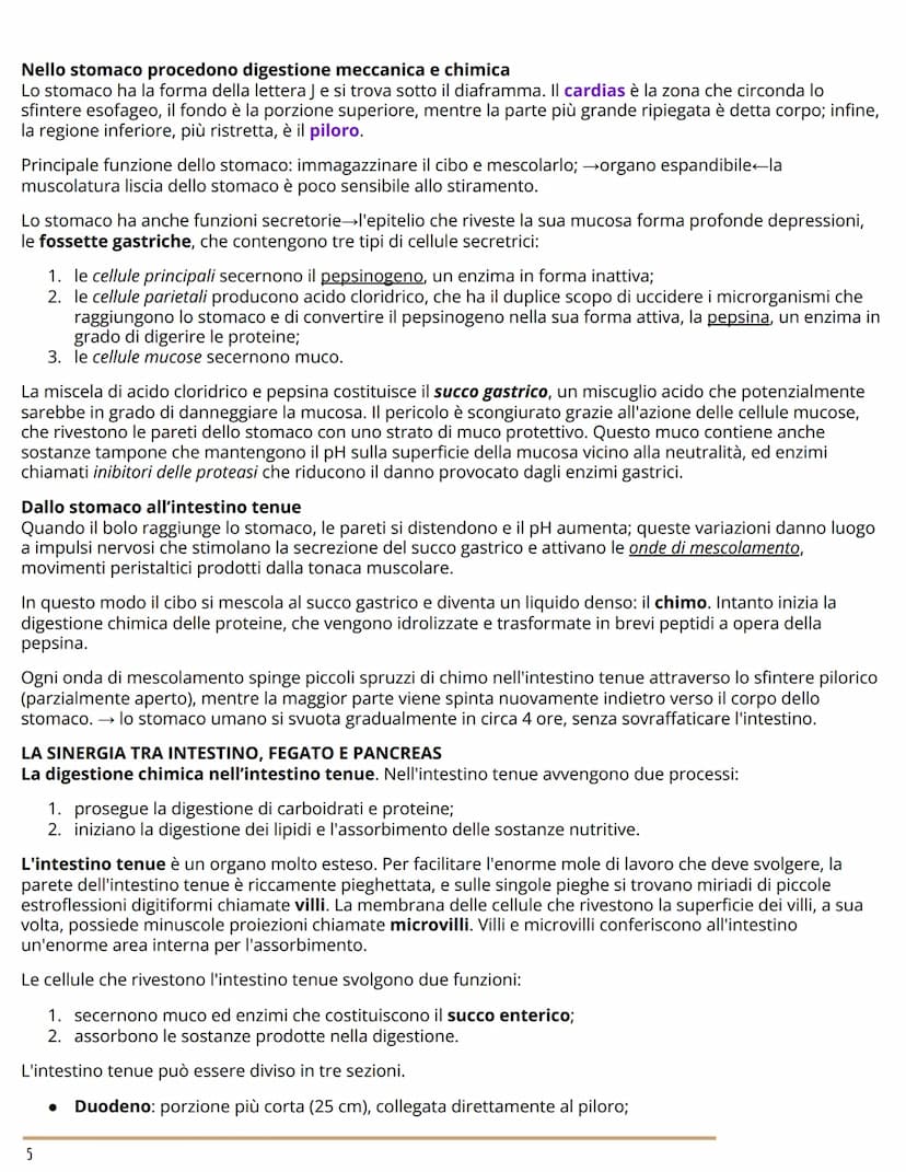 L'APPARATO DIGERENTE
BIOLOGIA
L'ORGANIZZAZIONE DELL'APPARATO DIGERENTE
Dal cibo ai nutrienti
L'apparato digerente (o gastrointestinale) forn