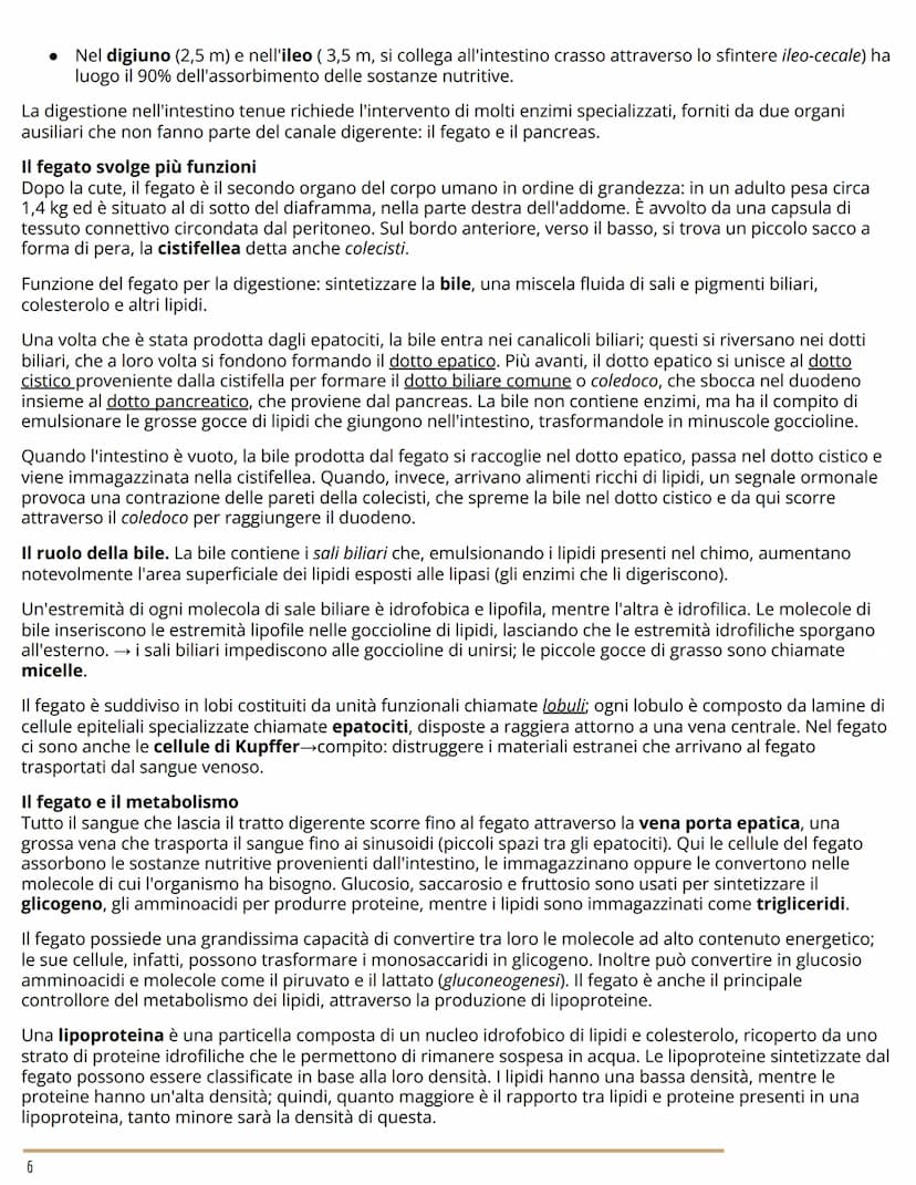 L'APPARATO DIGERENTE
BIOLOGIA
L'ORGANIZZAZIONE DELL'APPARATO DIGERENTE
Dal cibo ai nutrienti
L'apparato digerente (o gastrointestinale) forn