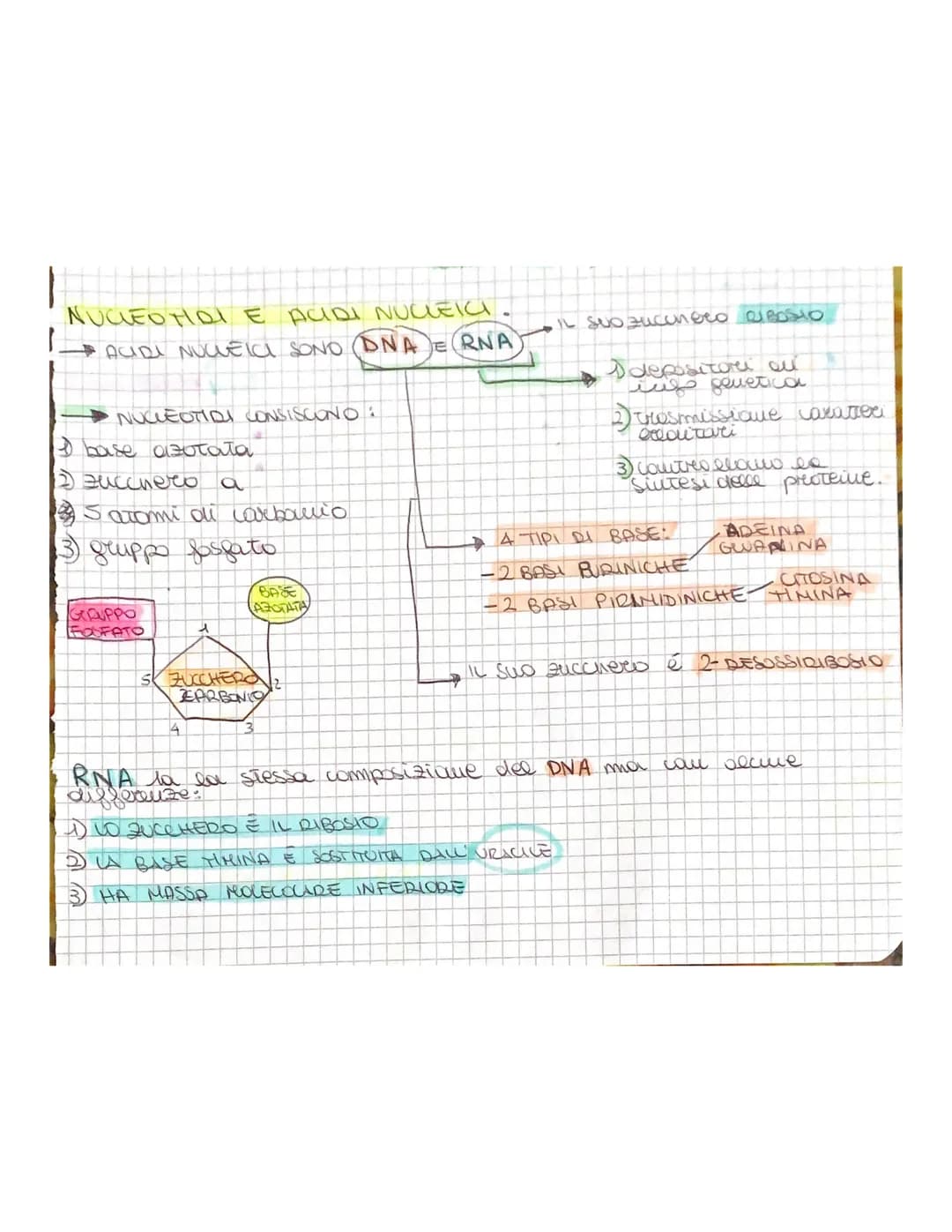 
<p>Gli acidi nucleici, il DNA e l'RNA, sono composti dai nucleotidi che consistono in una base azotata, uno zucchero al carbonio e un grupp