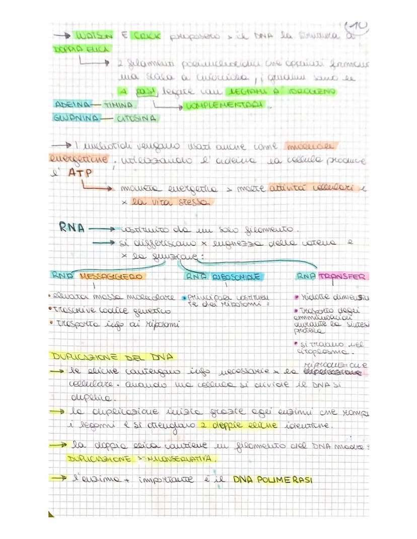 
<p>Gli acidi nucleici, il DNA e l'RNA, sono composti dai nucleotidi che consistono in una base azotata, uno zucchero al carbonio e un grupp