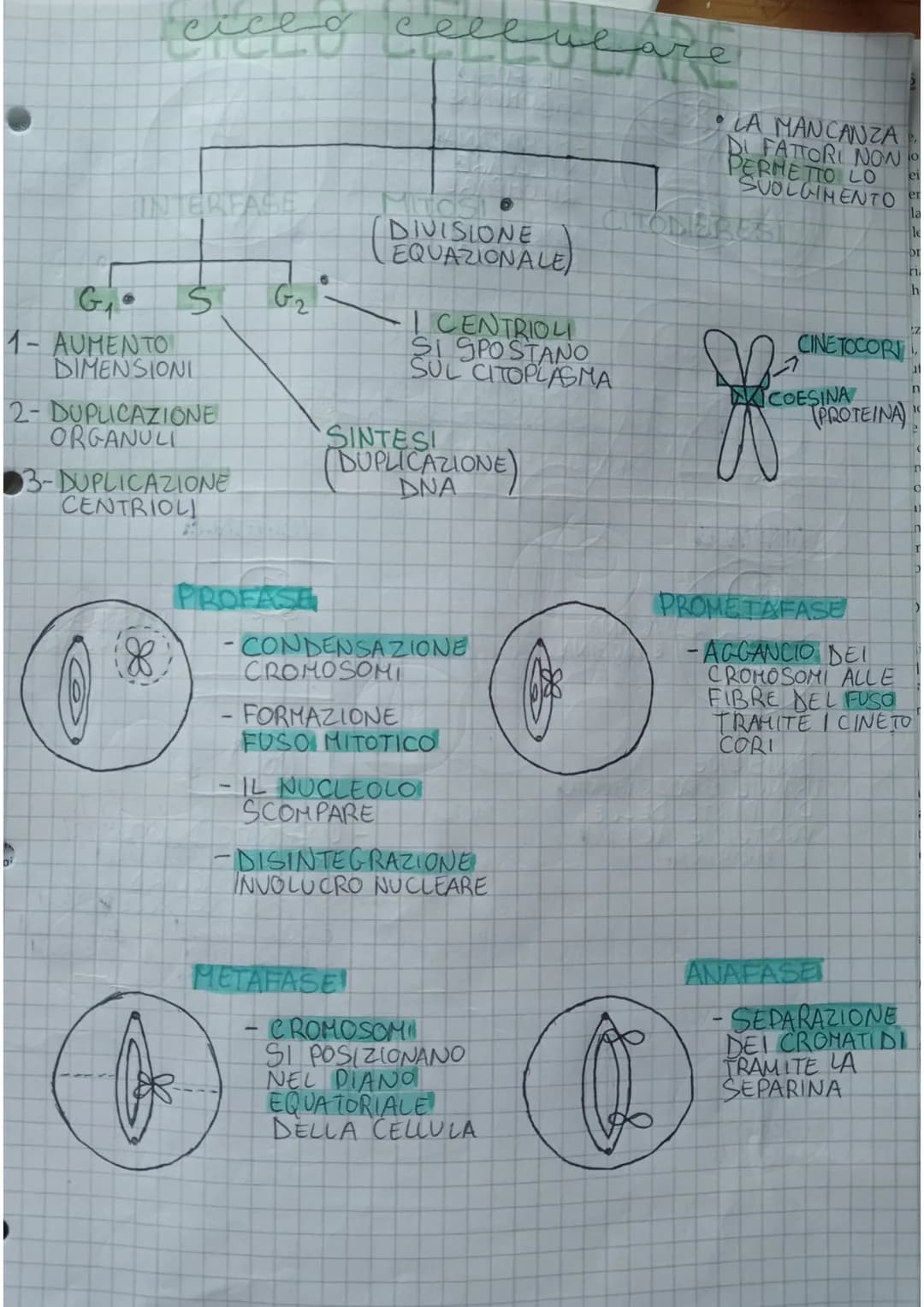 cice
exced celeye are
INTERFASE
Ś
1- AUMENTO
DIMENSIONI
2-DUPLICAZIONE
ORGANULL
3-DUPLICAZIONE
CENTRIOLI
A
G₂
PROFASE
DIVISIONE
EQUAZIONALE)