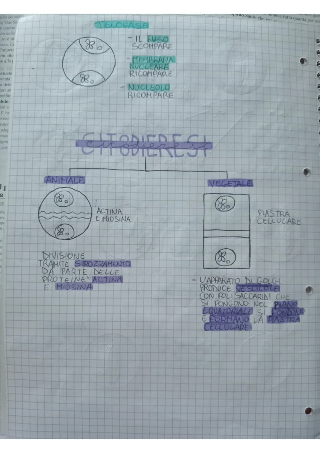 cice
exced celeye are
INTERFASE
Ś
1- AUMENTO
DIMENSIONI
2-DUPLICAZIONE
ORGANULL
3-DUPLICAZIONE
CENTRIOLI
A
G₂
PROFASE
DIVISIONE
EQUAZIONALE)