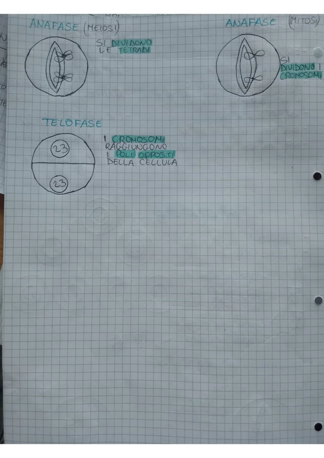 cice
exced celeye are
INTERFASE
Ś
1- AUMENTO
DIMENSIONI
2-DUPLICAZIONE
ORGANULL
3-DUPLICAZIONE
CENTRIOLI
A
G₂
PROFASE
DIVISIONE
EQUAZIONALE)