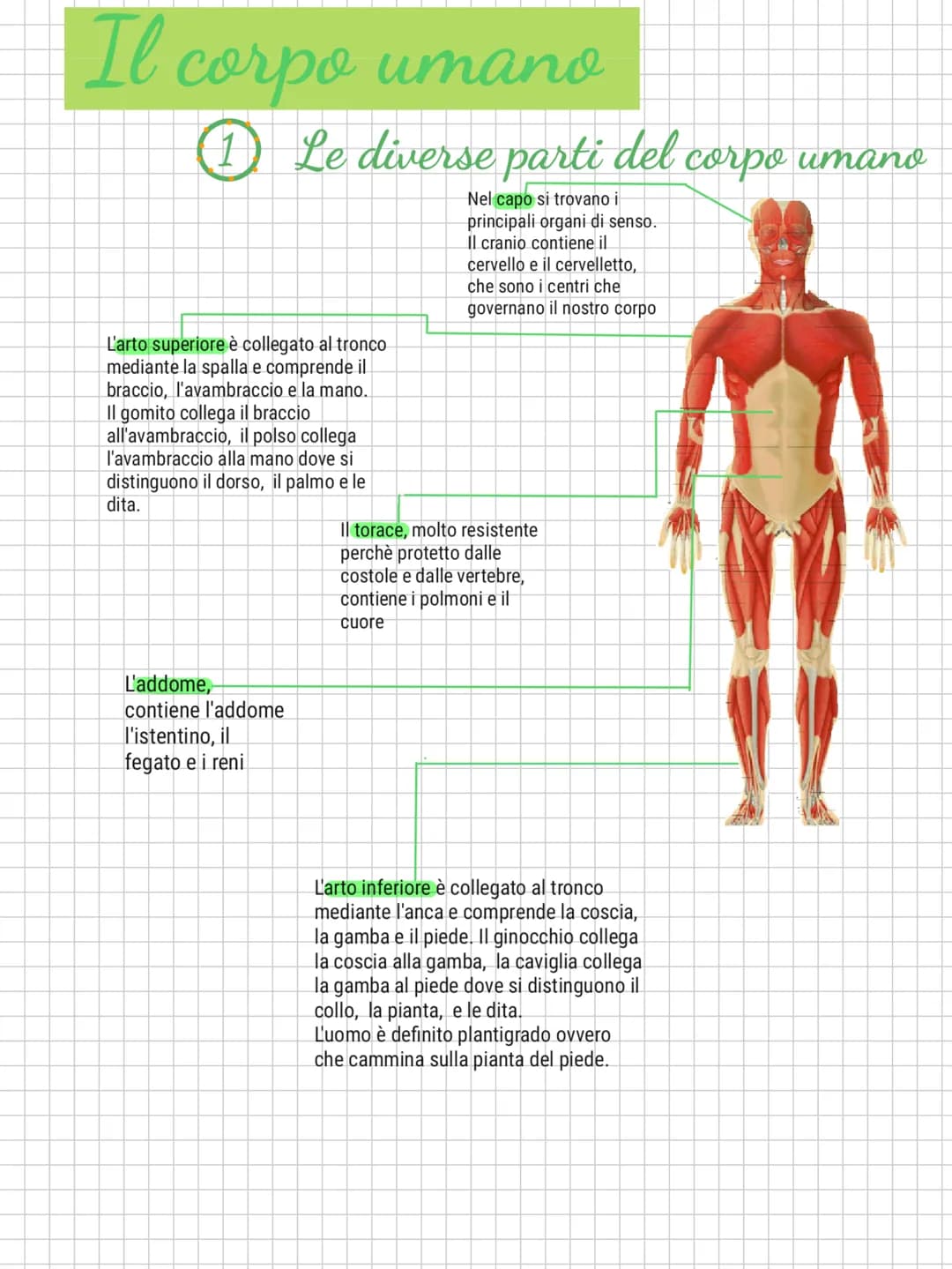 Il corpo umano
1 Le diverse parti del corpo umano
Nel capo si trovano i
principali organi di senso.
Il cranio contiene il
cervello e il cerv