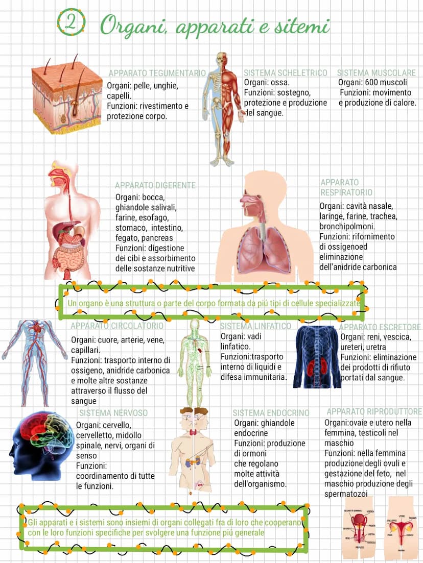 Il corpo umano
1 Le diverse parti del corpo umano
Nel capo si trovano i
principali organi di senso.
Il cranio contiene il
cervello e il cerv