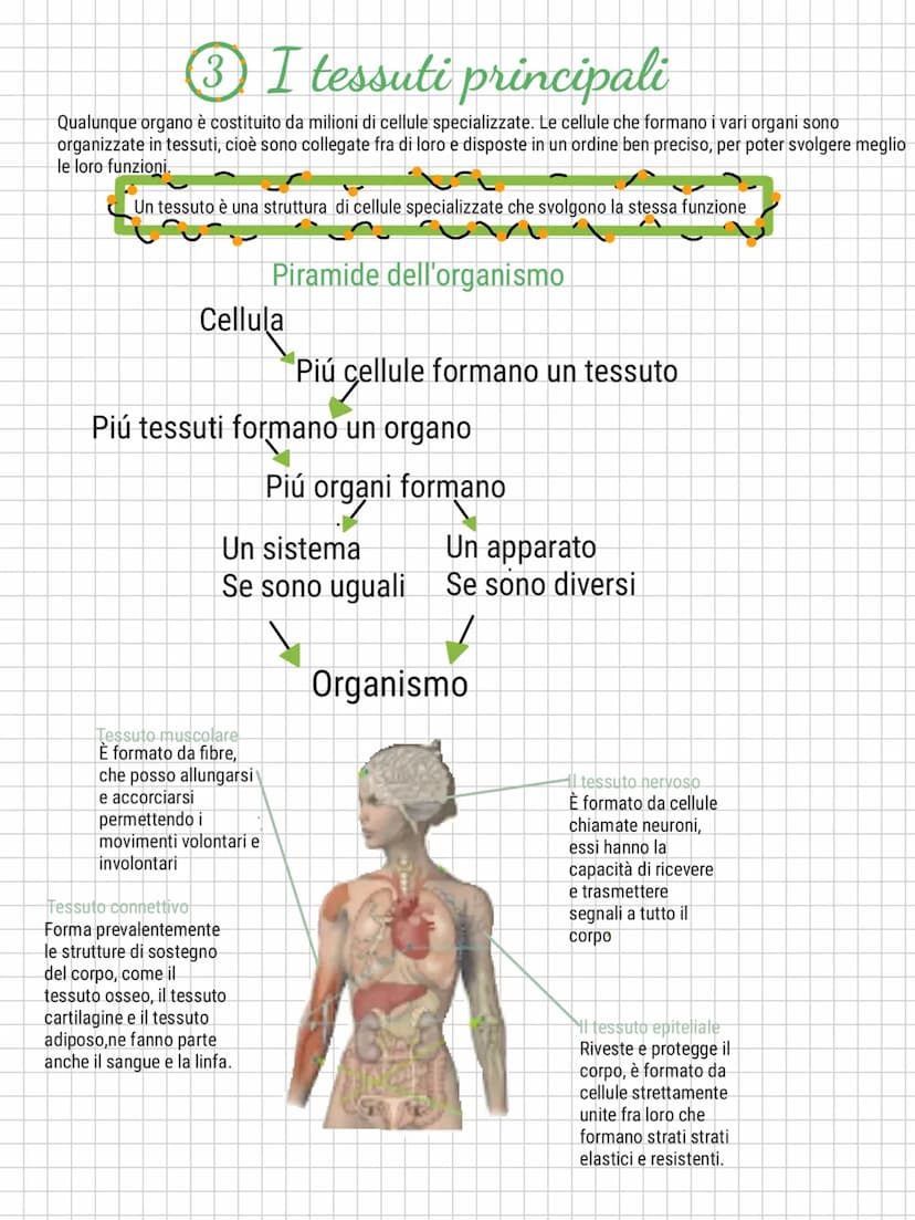 Il corpo umano
1 Le diverse parti del corpo umano
Nel capo si trovano i
principali organi di senso.
Il cranio contiene il
cervello e il cerv