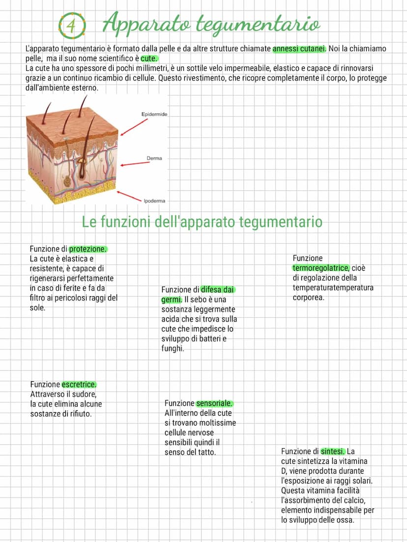 Il corpo umano
1 Le diverse parti del corpo umano
Nel capo si trovano i
principali organi di senso.
Il cranio contiene il
cervello e il cerv