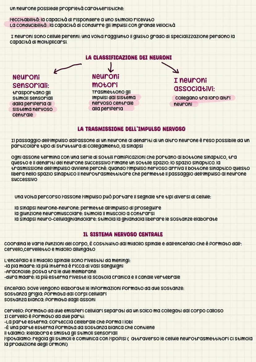 I sistemi di regolazione di controllo
LA CENTRALE DI CONTROLLO DEL CORPO
Il coordinamento e la regolazione sono affidati a due sistemi molto
