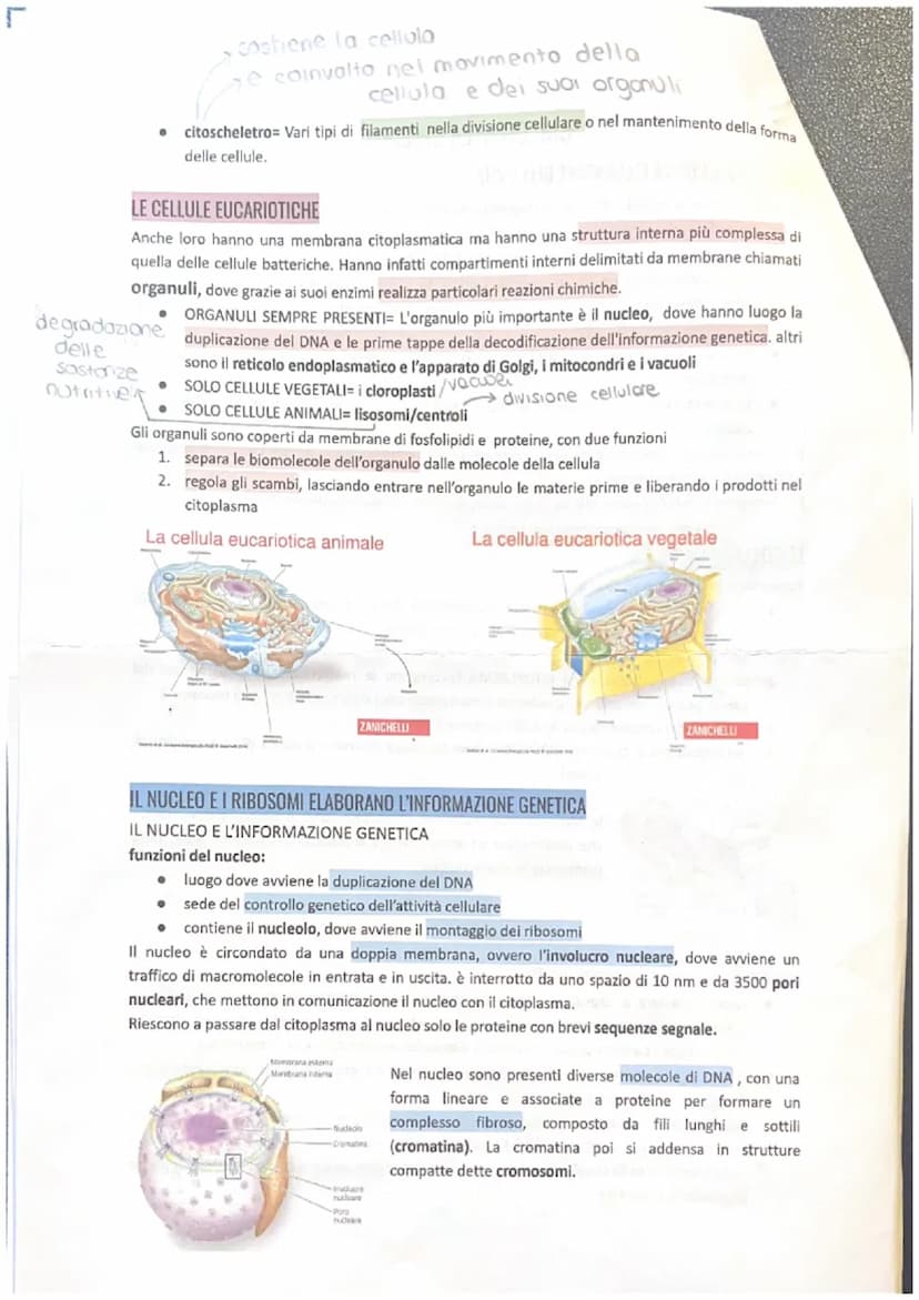 11
LA CELLULA è L'UNITÀ ELEMENTARE DELLA VITA
La dimensione della cellula è limitata dal rapporto tra superficie e volume:
• superficie: det