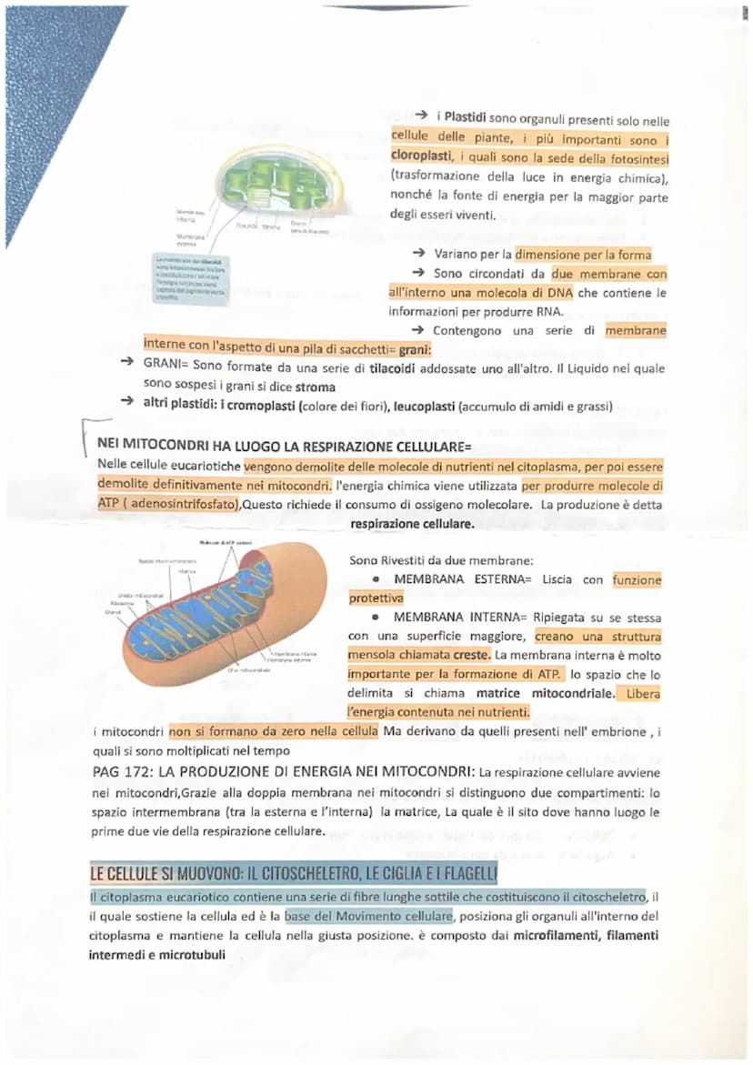 11
LA CELLULA è L'UNITÀ ELEMENTARE DELLA VITA
La dimensione della cellula è limitata dal rapporto tra superficie e volume:
• superficie: det