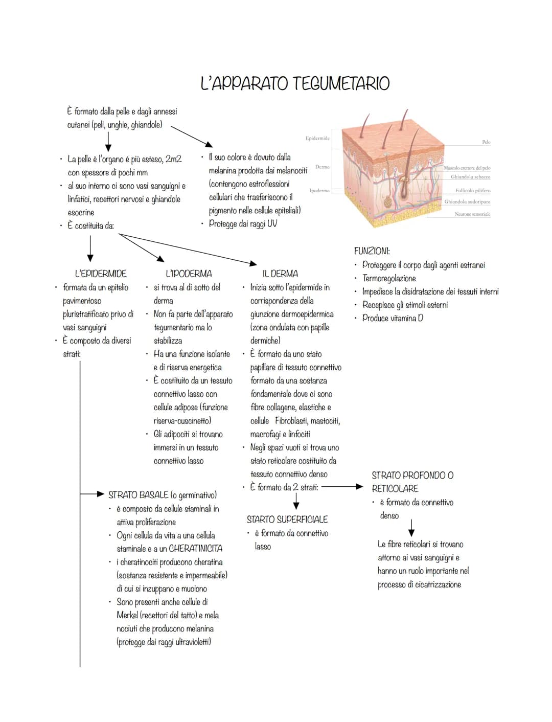 È formato dalla pelle e dagli annessi
cutanei (peli, unghie, ghiandole)
• La pelle è l'organo è più esteso, 2m2
con spessore di pochi mm
al 