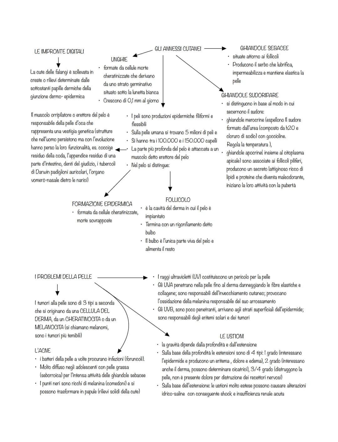 È formato dalla pelle e dagli annessi
cutanei (peli, unghie, ghiandole)
• La pelle è l'organo è più esteso, 2m2
con spessore di pochi mm
al 