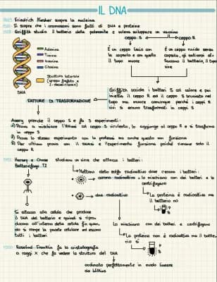 Know duplicazione dna thumbnail