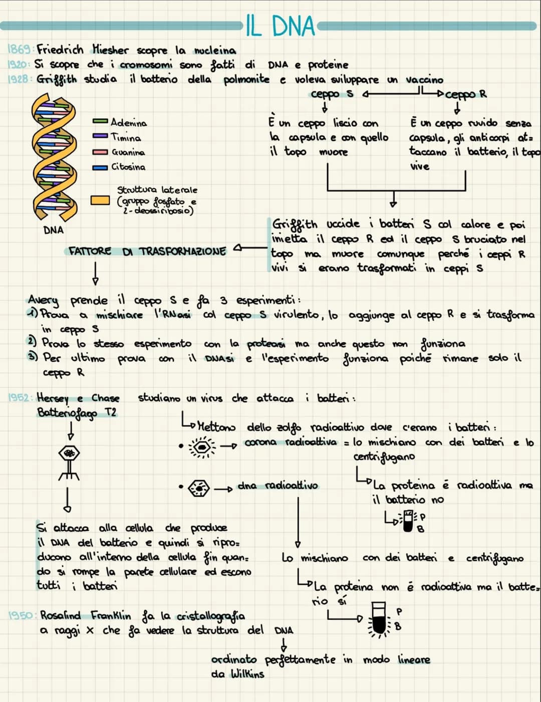 IL DNA
1869: Friedrich Hiesher scopre la nucleina
1920: Si scopre che i cromosomi sono fatti di DNA e proteine
1928: Griffith studia il batt