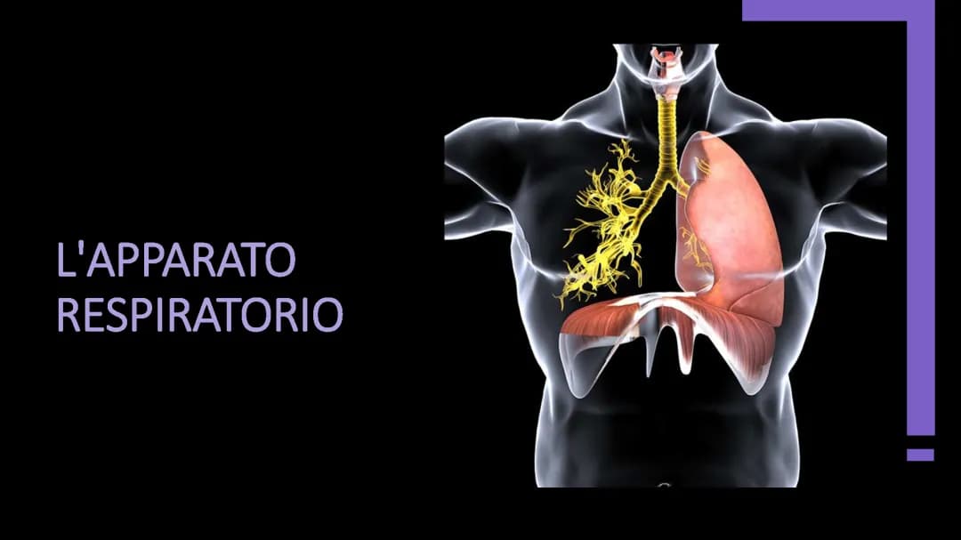 Apparato respiratorio