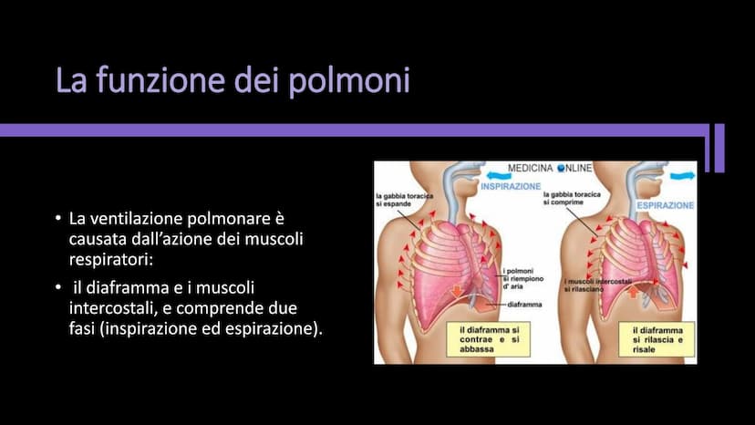 L'APPARATO
RESPIRATORIO Funzioni e composizione
L'apparato respiratorio fornisce
ossigeno, elimina diossido di
carbonio e comprende:
• le vi