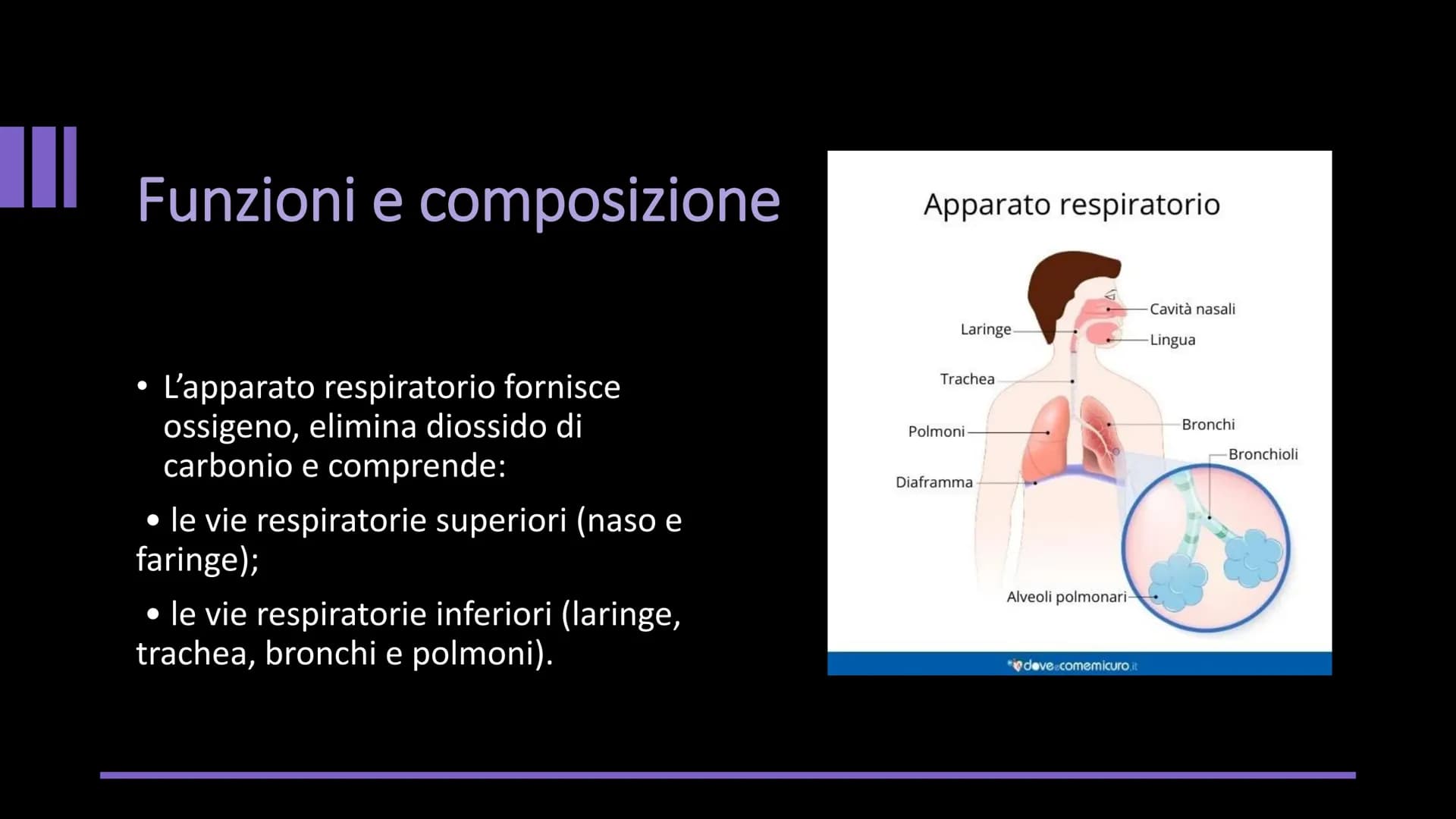 L'APPARATO
RESPIRATORIO Funzioni e composizione
L'apparato respiratorio fornisce
ossigeno, elimina diossido di
carbonio e comprende:
• le vi