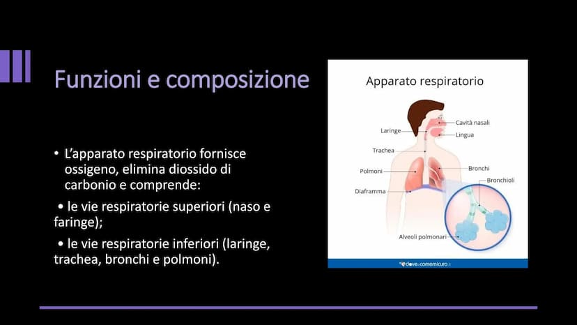 L'APPARATO
RESPIRATORIO Funzioni e composizione
L'apparato respiratorio fornisce
ossigeno, elimina diossido di
carbonio e comprende:
• le vi