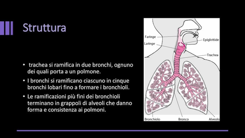 L'APPARATO
RESPIRATORIO Funzioni e composizione
L'apparato respiratorio fornisce
ossigeno, elimina diossido di
carbonio e comprende:
• le vi