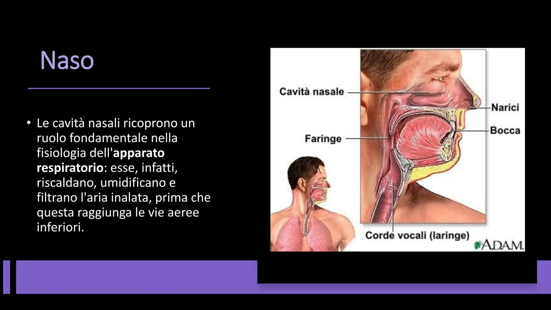 L'APPARATO
RESPIRATORIO Funzioni e composizione
L'apparato respiratorio fornisce
ossigeno, elimina diossido di
carbonio e comprende:
• le vi