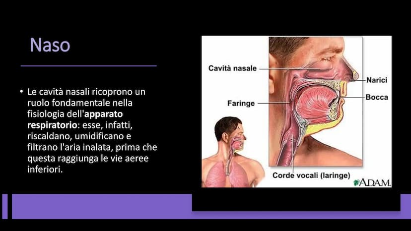 L'APPARATO
RESPIRATORIO Funzioni e composizione
L'apparato respiratorio fornisce
ossigeno, elimina diossido di
carbonio e comprende:
• le vi