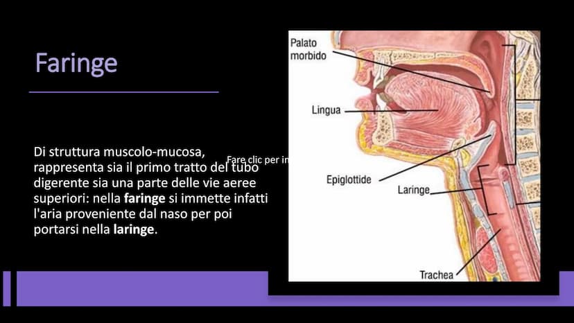 L'APPARATO
RESPIRATORIO Funzioni e composizione
L'apparato respiratorio fornisce
ossigeno, elimina diossido di
carbonio e comprende:
• le vi