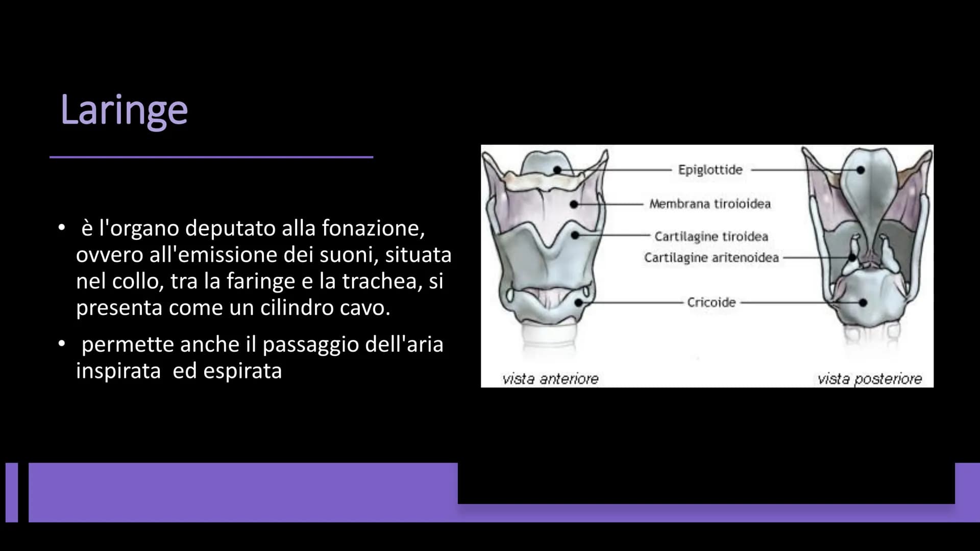 L'APPARATO
RESPIRATORIO Funzioni e composizione
L'apparato respiratorio fornisce
ossigeno, elimina diossido di
carbonio e comprende:
• le vi