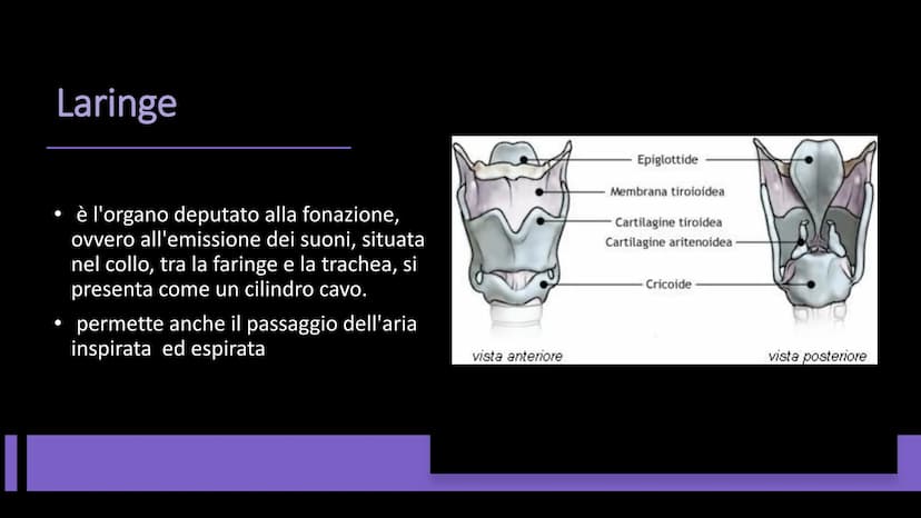 L'APPARATO
RESPIRATORIO Funzioni e composizione
L'apparato respiratorio fornisce
ossigeno, elimina diossido di
carbonio e comprende:
• le vi