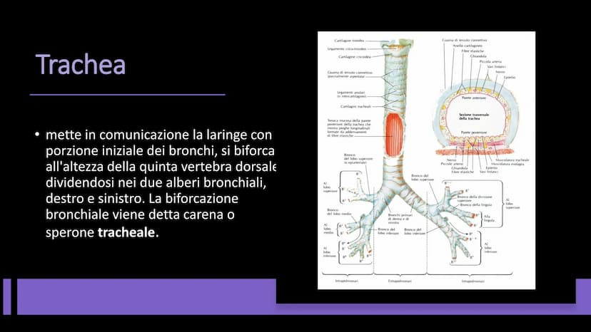 L'APPARATO
RESPIRATORIO Funzioni e composizione
L'apparato respiratorio fornisce
ossigeno, elimina diossido di
carbonio e comprende:
• le vi