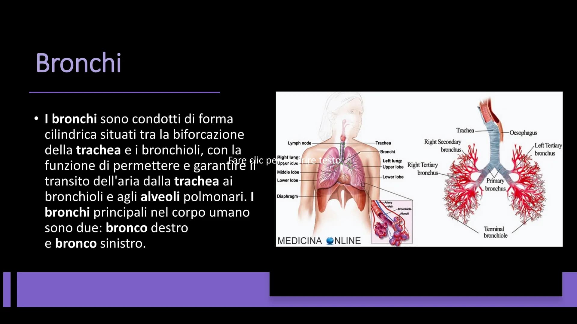 L'APPARATO
RESPIRATORIO Funzioni e composizione
L'apparato respiratorio fornisce
ossigeno, elimina diossido di
carbonio e comprende:
• le vi