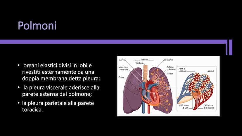 L'APPARATO
RESPIRATORIO Funzioni e composizione
L'apparato respiratorio fornisce
ossigeno, elimina diossido di
carbonio e comprende:
• le vi