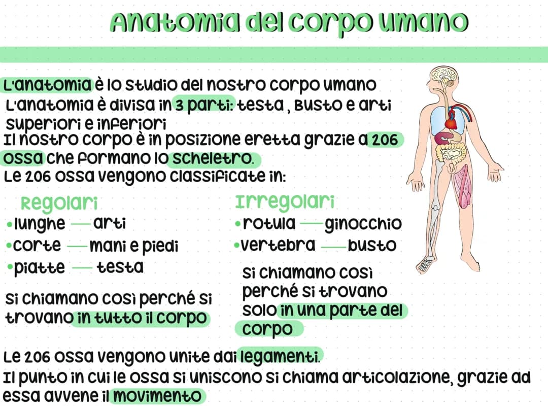 Anatomia del corpo umano