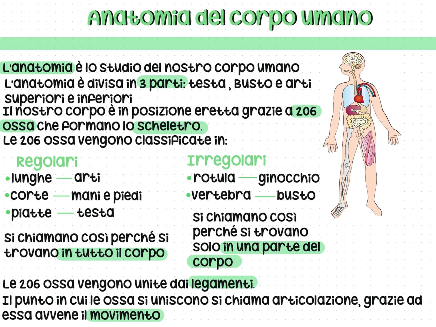 Anatomia del corpo umano
L'anatomia è lo studio del nostro corpo umano
L'anatomia è divisa in 3 parti: testa, Busto e arti
superiori e infer