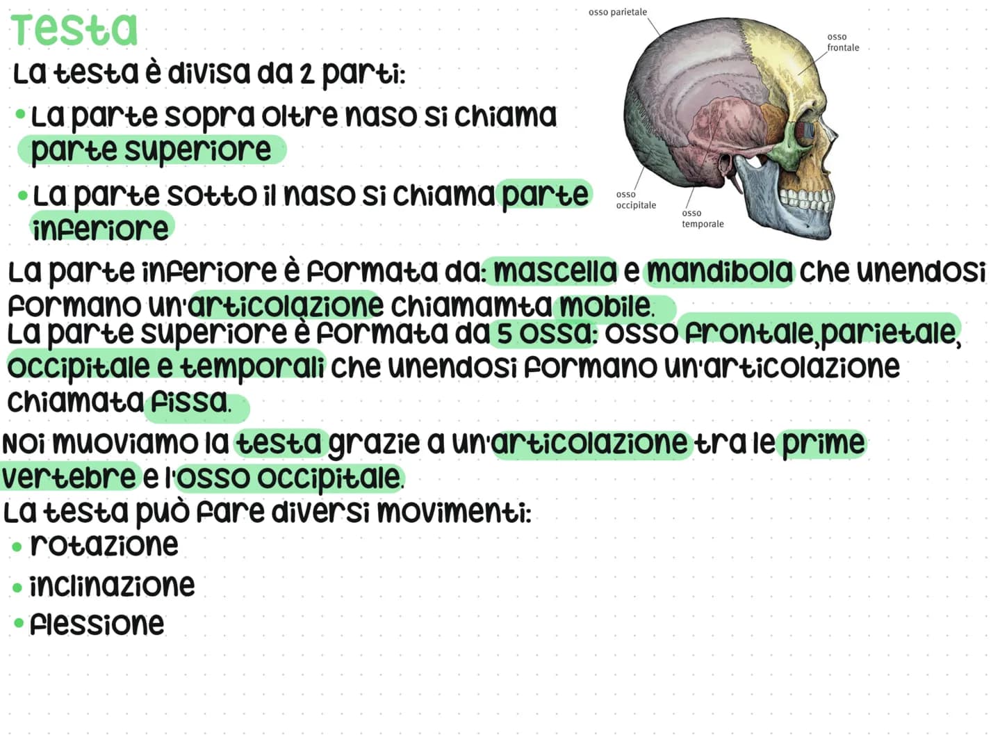 Anatomia del corpo umano
L'anatomia è lo studio del nostro corpo umano
L'anatomia è divisa in 3 parti: testa, Busto e arti
superiori e infer
