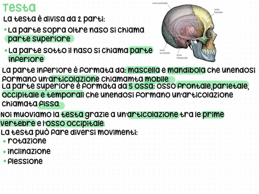 Anatomia del corpo umano
L'anatomia è lo studio del nostro corpo umano
L'anatomia è divisa in 3 parti: testa, Busto e arti
superiori e infer